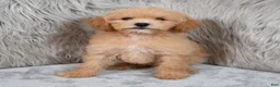 Mini Goldendoodle dogs for sale: Ivy ID: 3855 - Ad 1