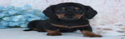 Miniature Dachshund dogs for sale: Hunter - Ad 1