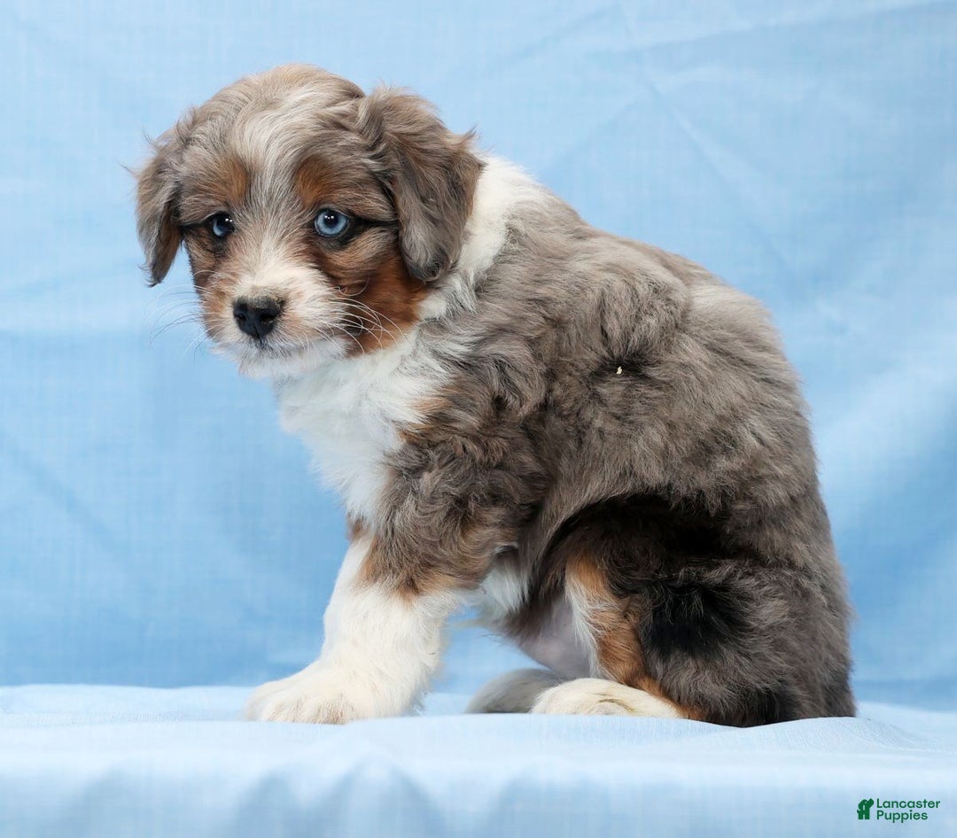 Mini Aussiedoodle dogs for sale: Will - Ad 8