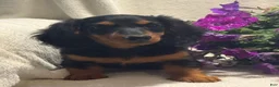 Miniature Dachshund dogs for sale: Pearl - Ad 5