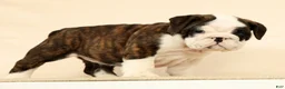 English Bulldog dogs for sale: Aurelia - Ad 4
