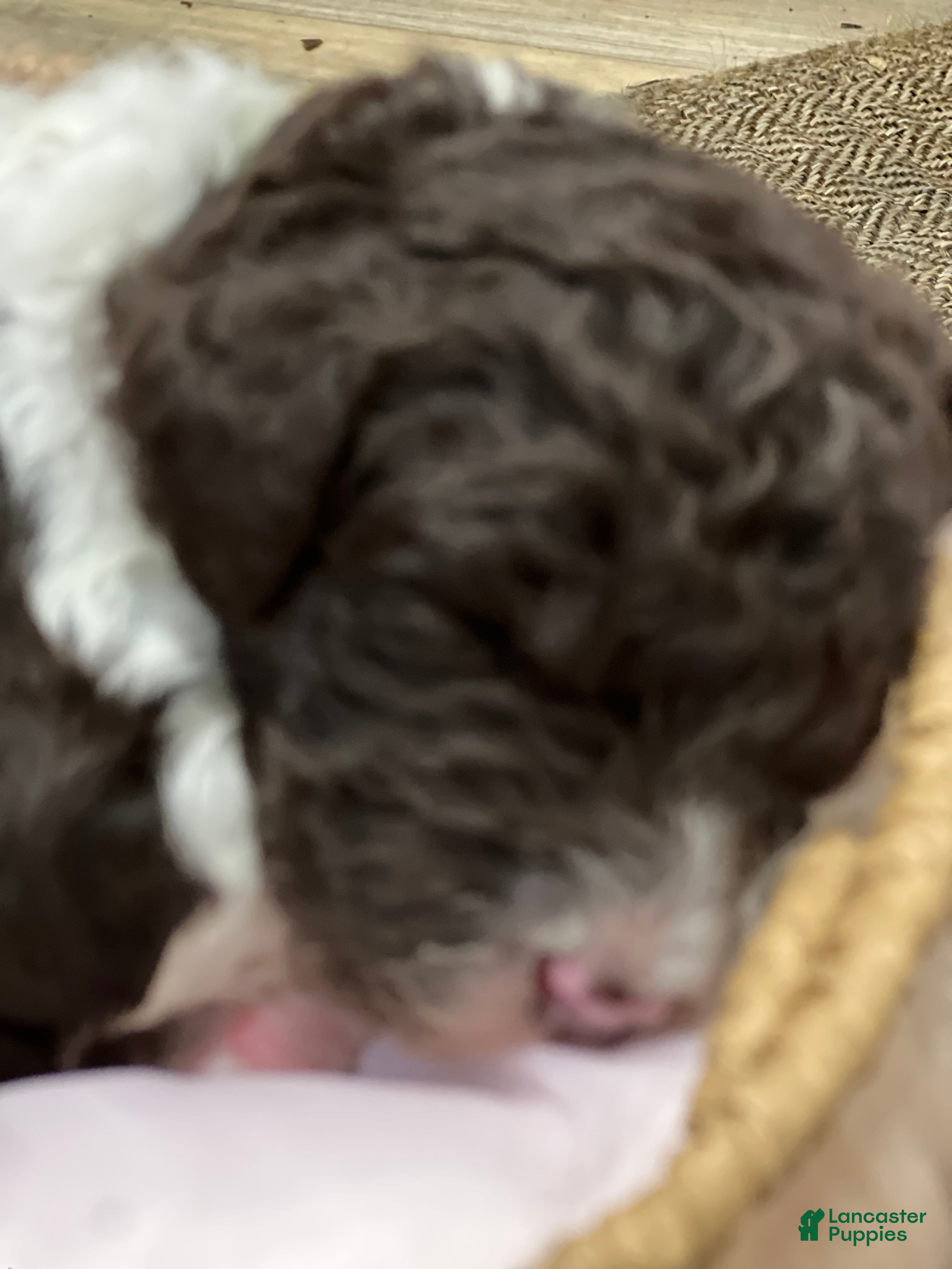 Goldendoodle dogs for sale: Lucky male green collar - Ad 2