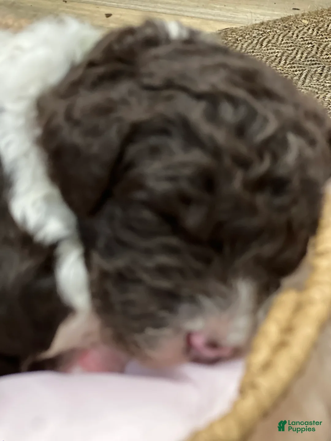 Goldendoodle dogs for sale: Lucky male green collar - Ad 1