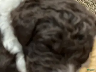 Goldendoodle dogs for sale: Lucky male green collar - Ad 2