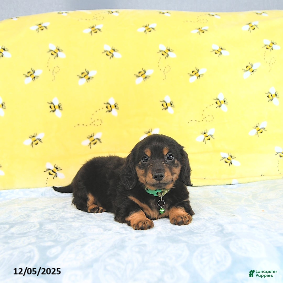 Miniature Dachshund dogs for sale: Prince   - Ad 2