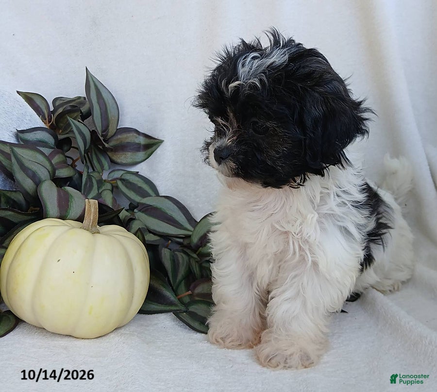 Teddy Bear dogs Kelly - Ad 2