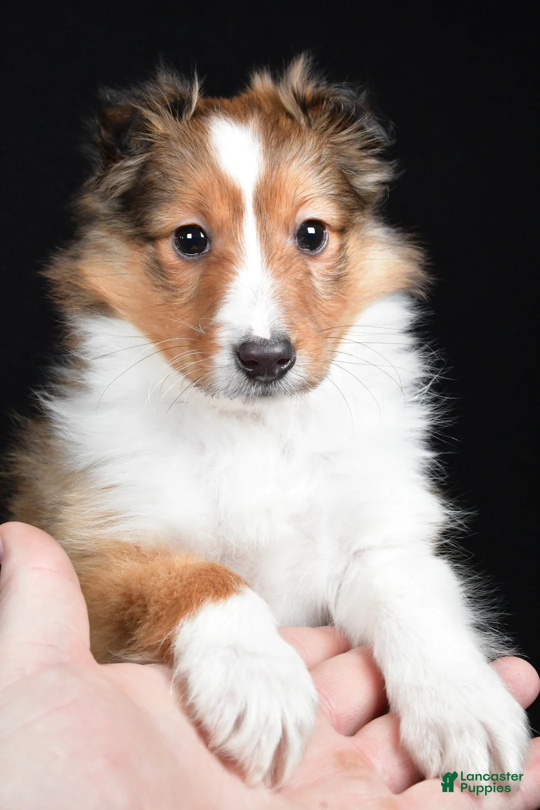 Shetland Sheepdog dogs for sale: Macy - Ad 4
