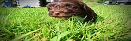 Havapoo dogs for sale: Hershey - Ad 15