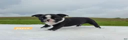 Boston Terrier dogs for sale: Jayce  - Ad 4