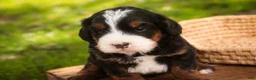 Bernedoodle dogs for sale: Sumit Miniature Bernedoodle  - Ad 2