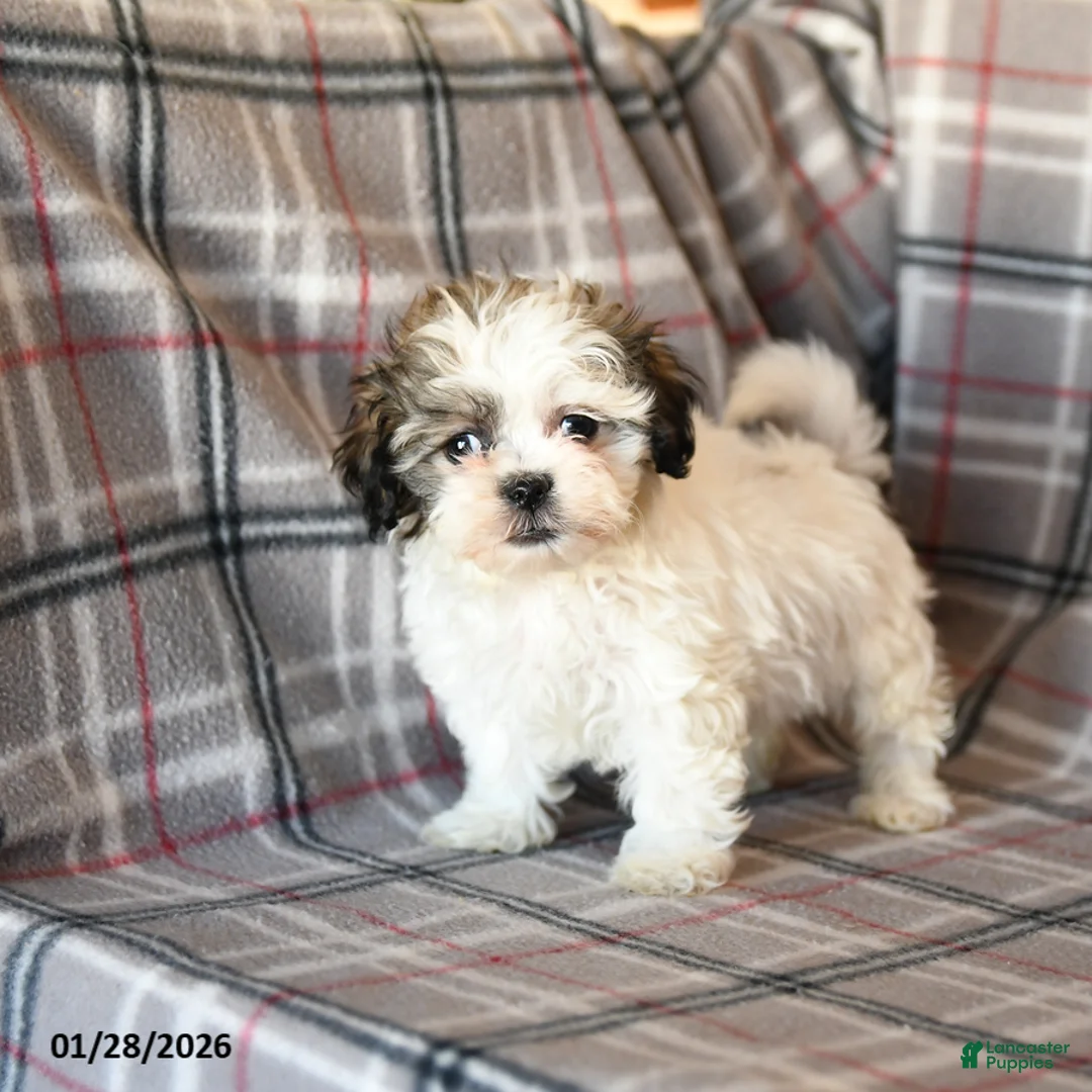 Mixed Breed dogs for sale: Queenie - Ad 4