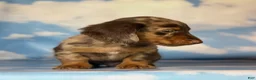 Miniature Dachshund dogs for sale: ACA Einstein LH PRA clear OFA Chic Parents - Ad 4