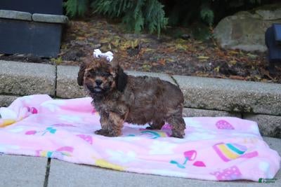 Cavapoo dogs Rudy - Ad 2