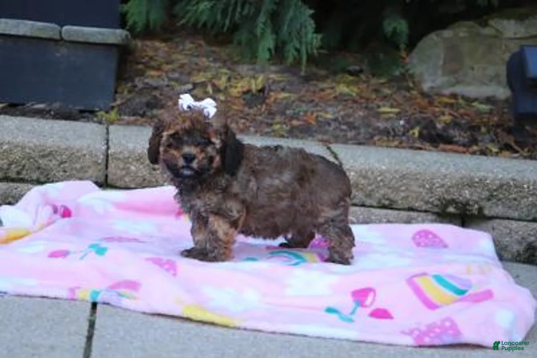 Cavapoo dogs for sale: Rudy - Ad 2