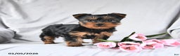 Yorkshire Terrier dogs for sale: Lucky - Ad 2