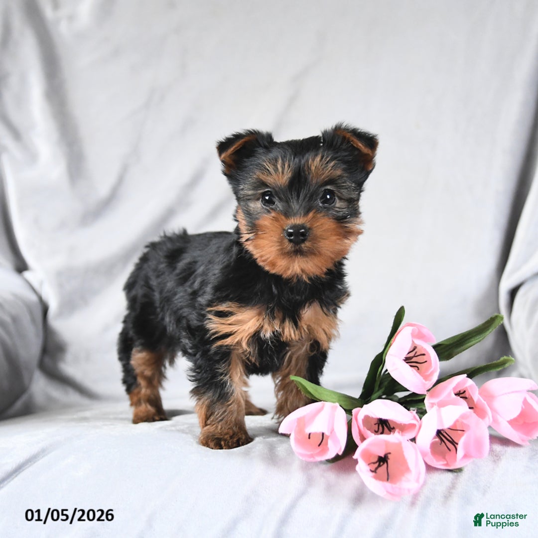Yorkshire Terrier dogs for sale: Lucky - Ad 2