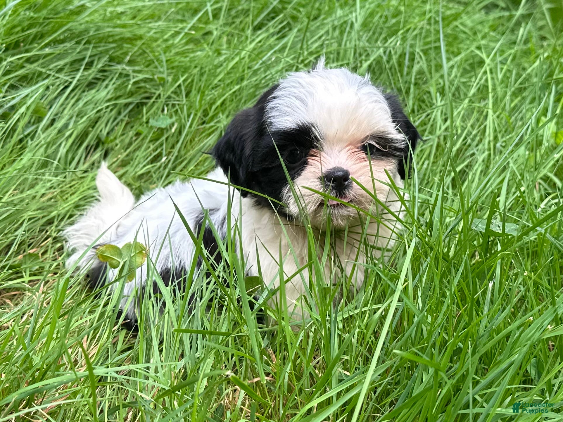 Shih Tzu dogs Shih Tzu 6 - Ad 2