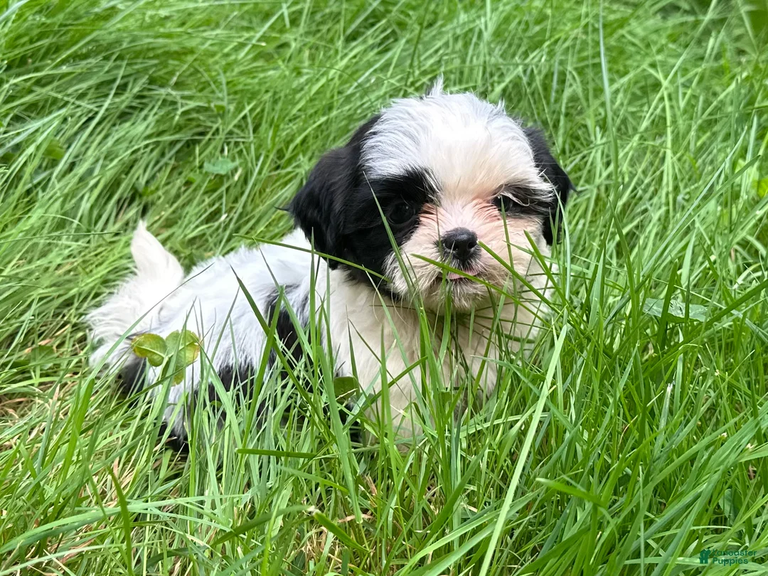 Shih Tzu dogs for sale: Shih Tzu 6 - Ad 2