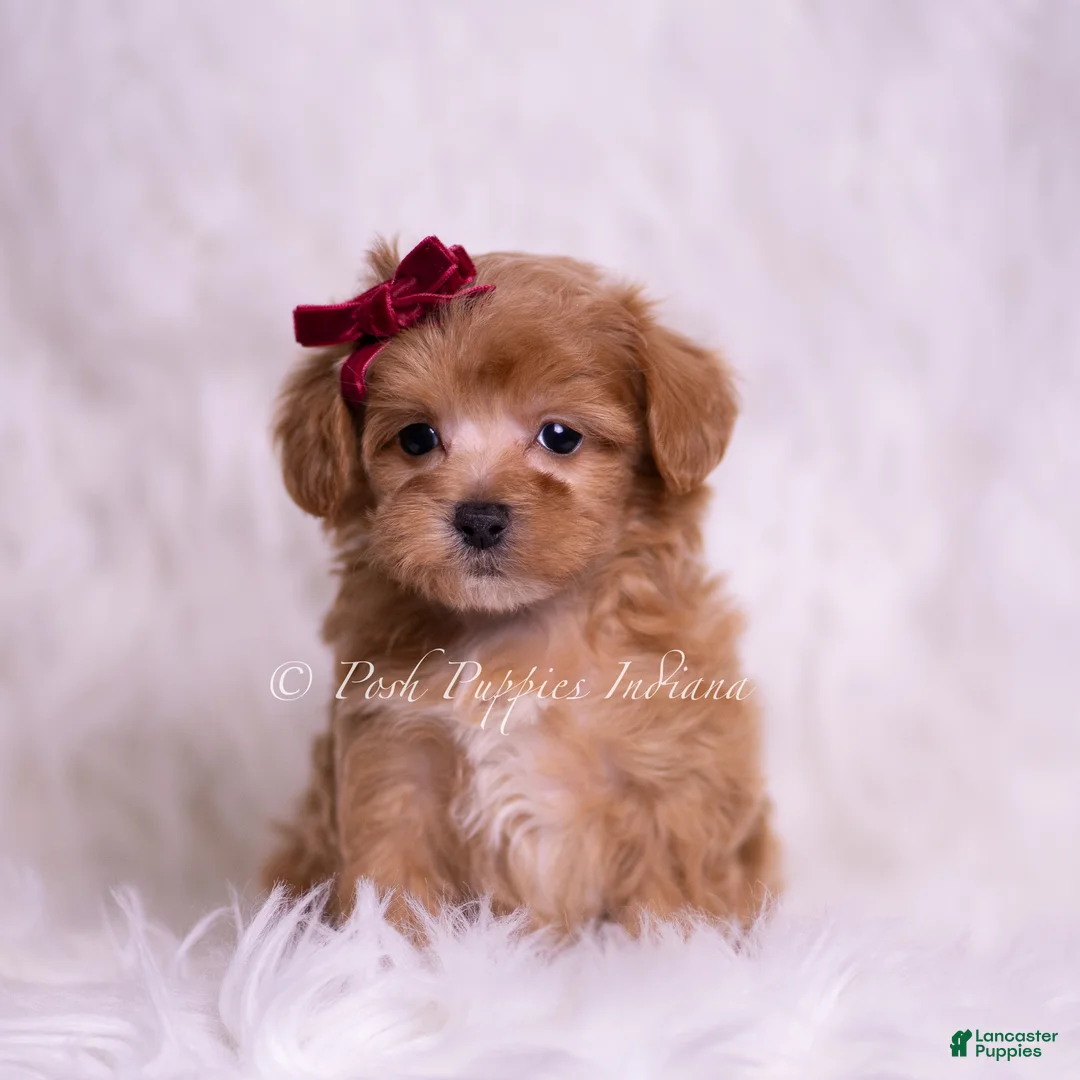 Maltipoo dogs for sale: Missy - Ad 2
