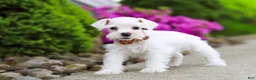 Miniature Schnauzer dogs for sale: Wilbur - Ad 2
