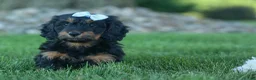 Miniature Dachshund dogs for sale: Harley  🦴🐶 - Ad 6