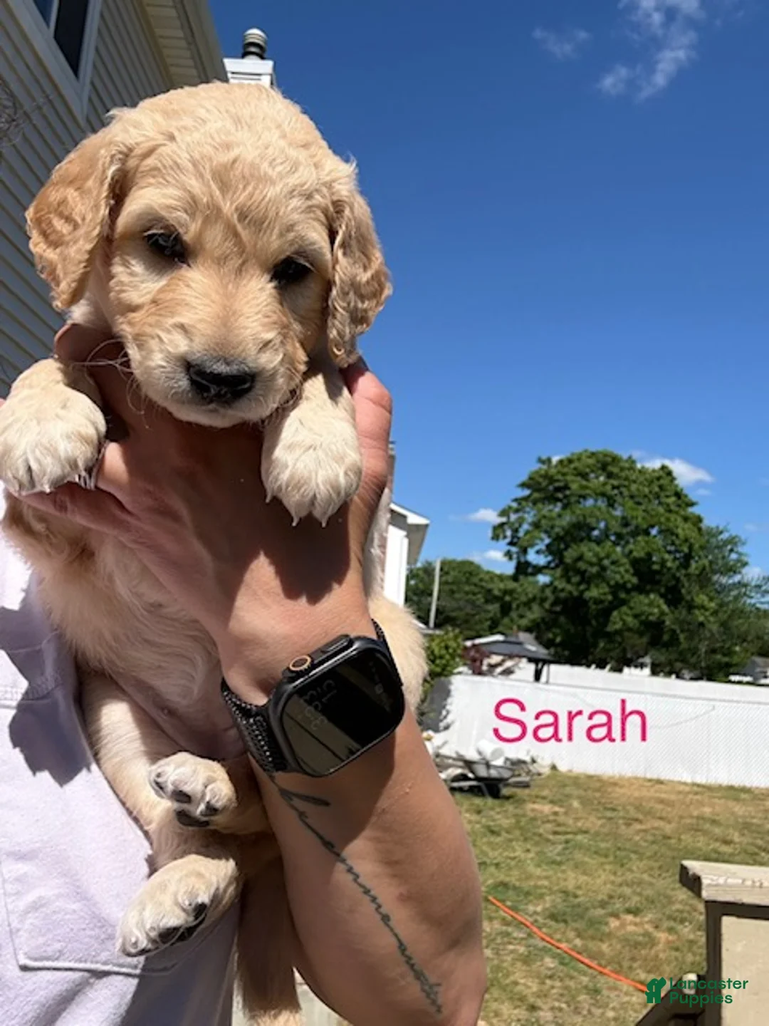 Goldendoodle dogs for sale: Sarah - Ad 2