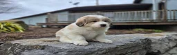 Great Pyrenees dogs for sale: Hunter - Ad 7