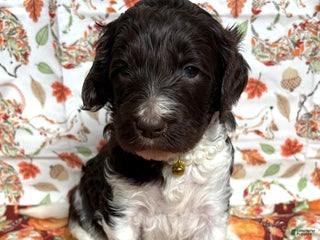 Goldendoodle dogs - Ad 5