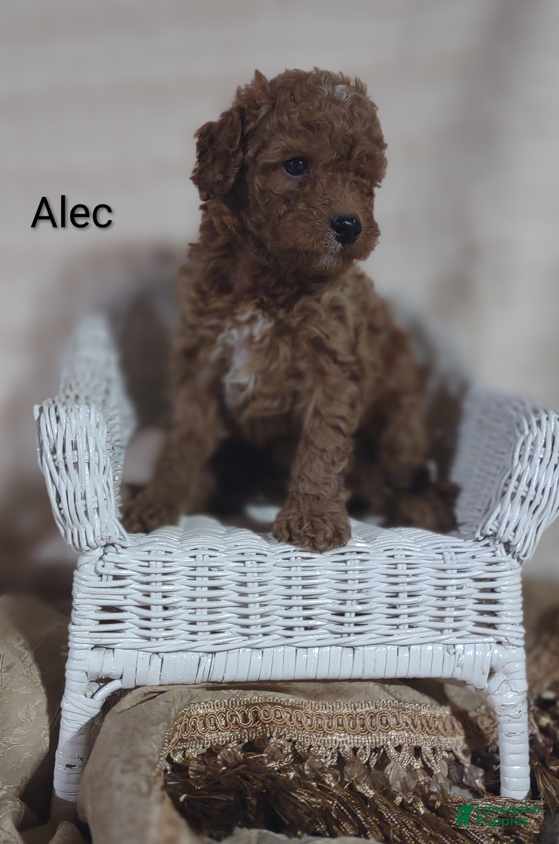 Cavapoo dogs Cavapoo F1b 7 Alec - Ad 1