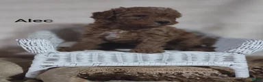 Cavapoo F1b 7 Alec