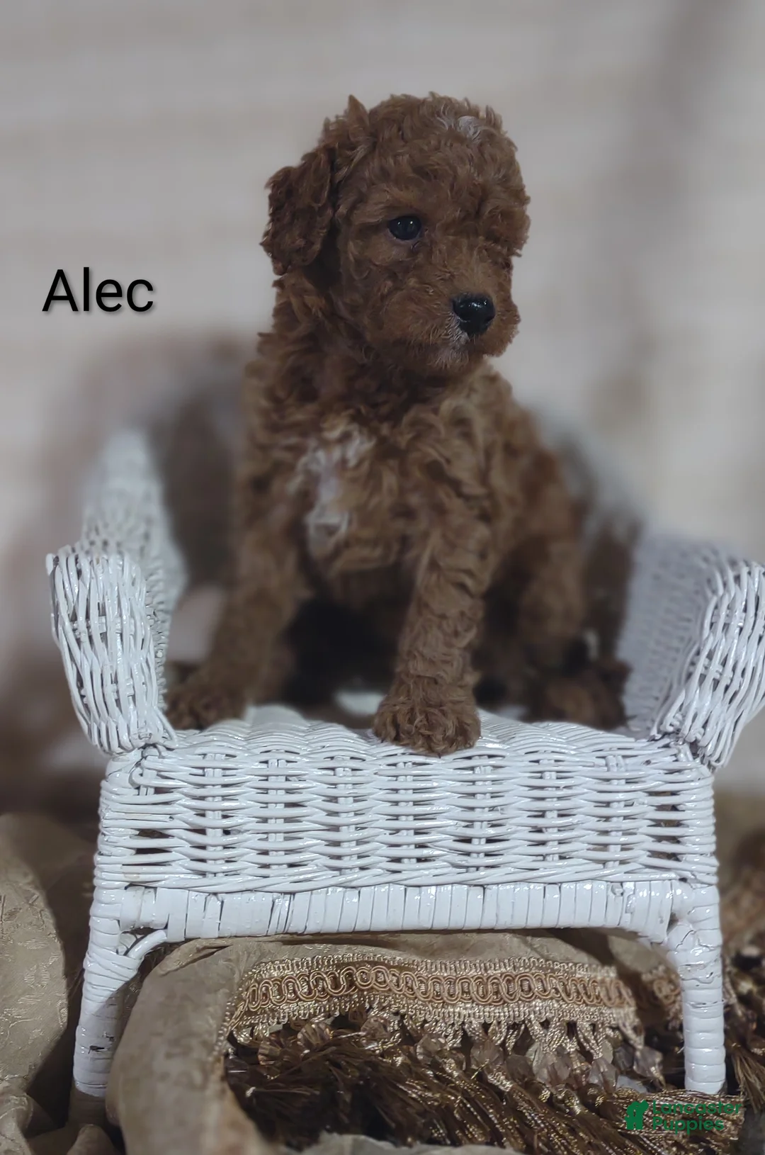 Cavapoo dogs for sale: Cavapoo F1b 7 Alec - Ad 1