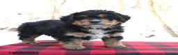 Mini Bernedoodle dogs for sale: Sparky - Ad 2