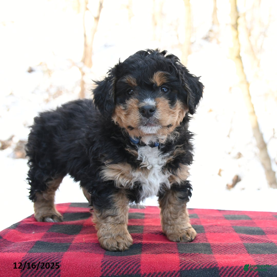 Mini Bernedoodle dogs for sale: Sparky - Ad 2