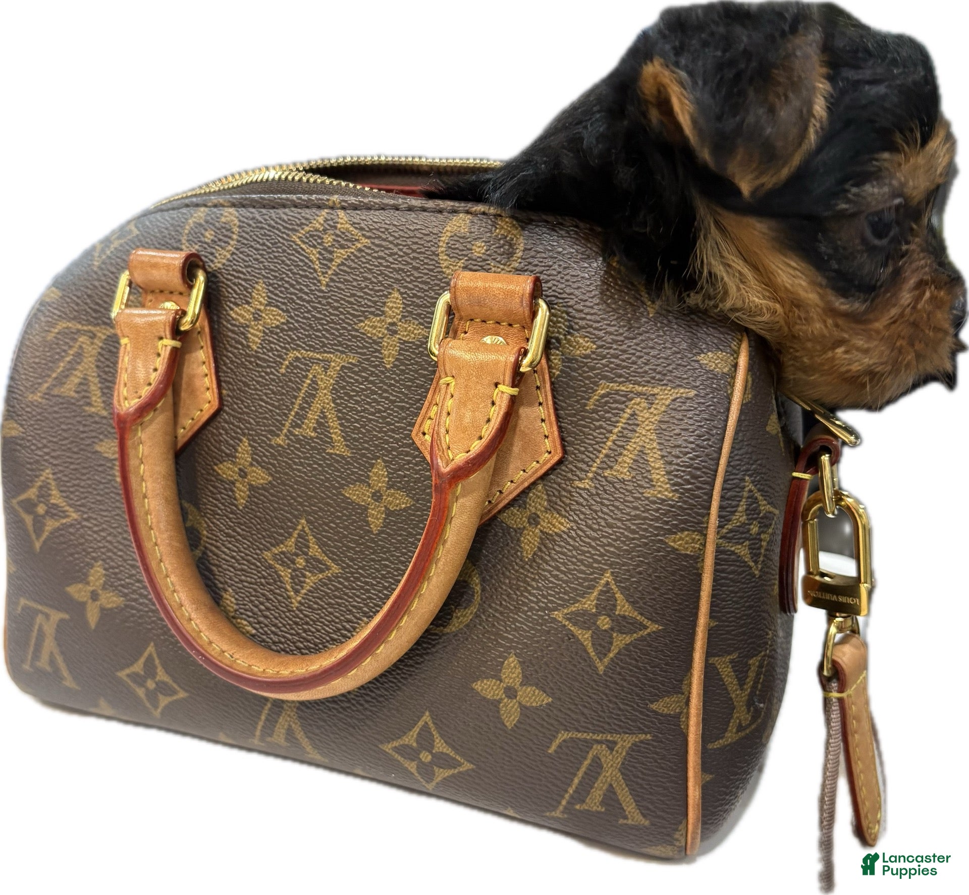 Yorkshire Terrier dogs Blaze - Ad 2
