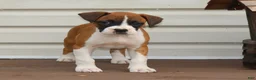 Boxer dogs for sale: Piper - Ad 3