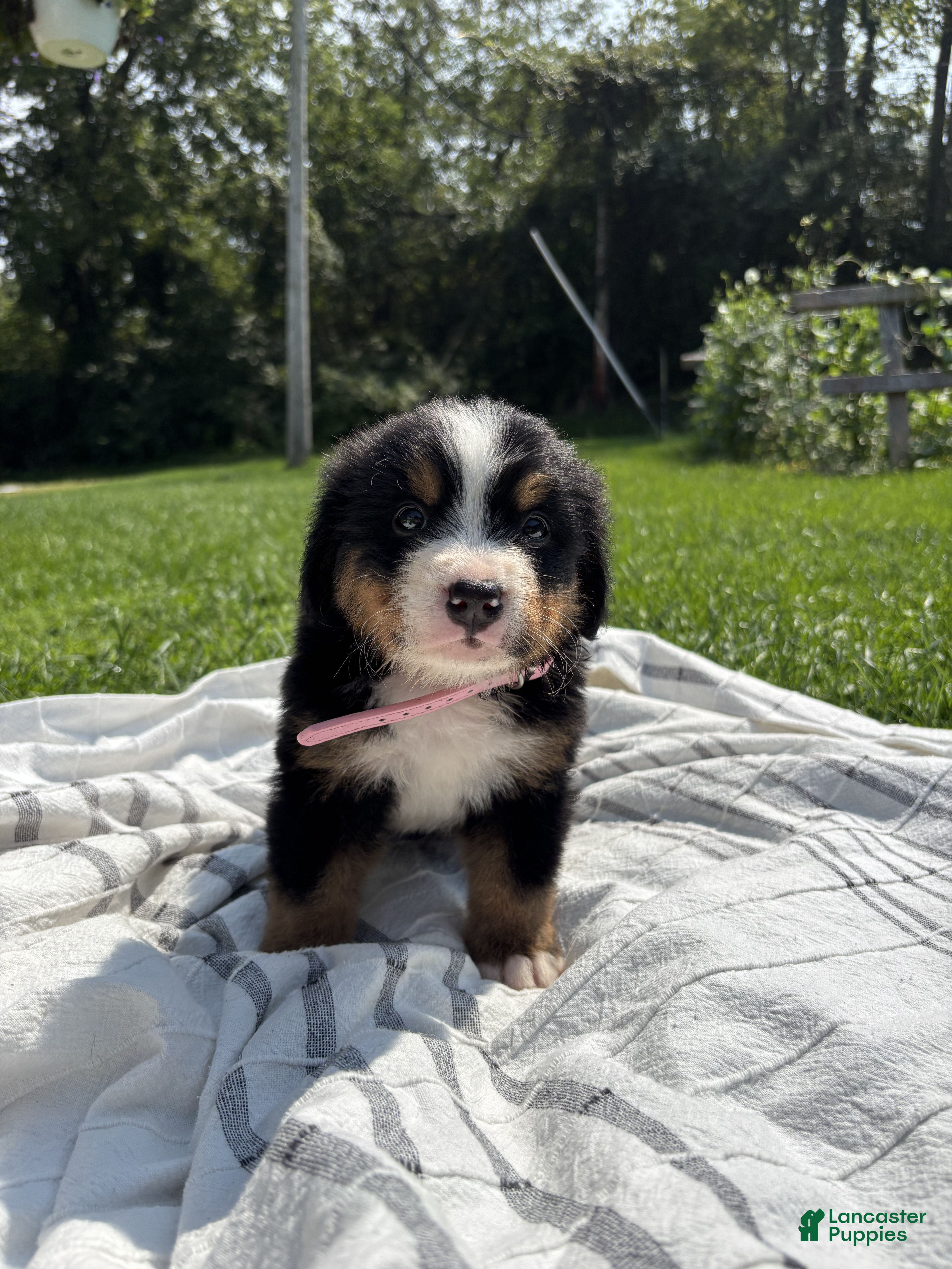 Bernese Mountain Dog dogs Florence (Flow) - Ad 1