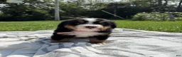 Bernese Mountain Dog dogs for sale: Florence (Flow) - Ad 1