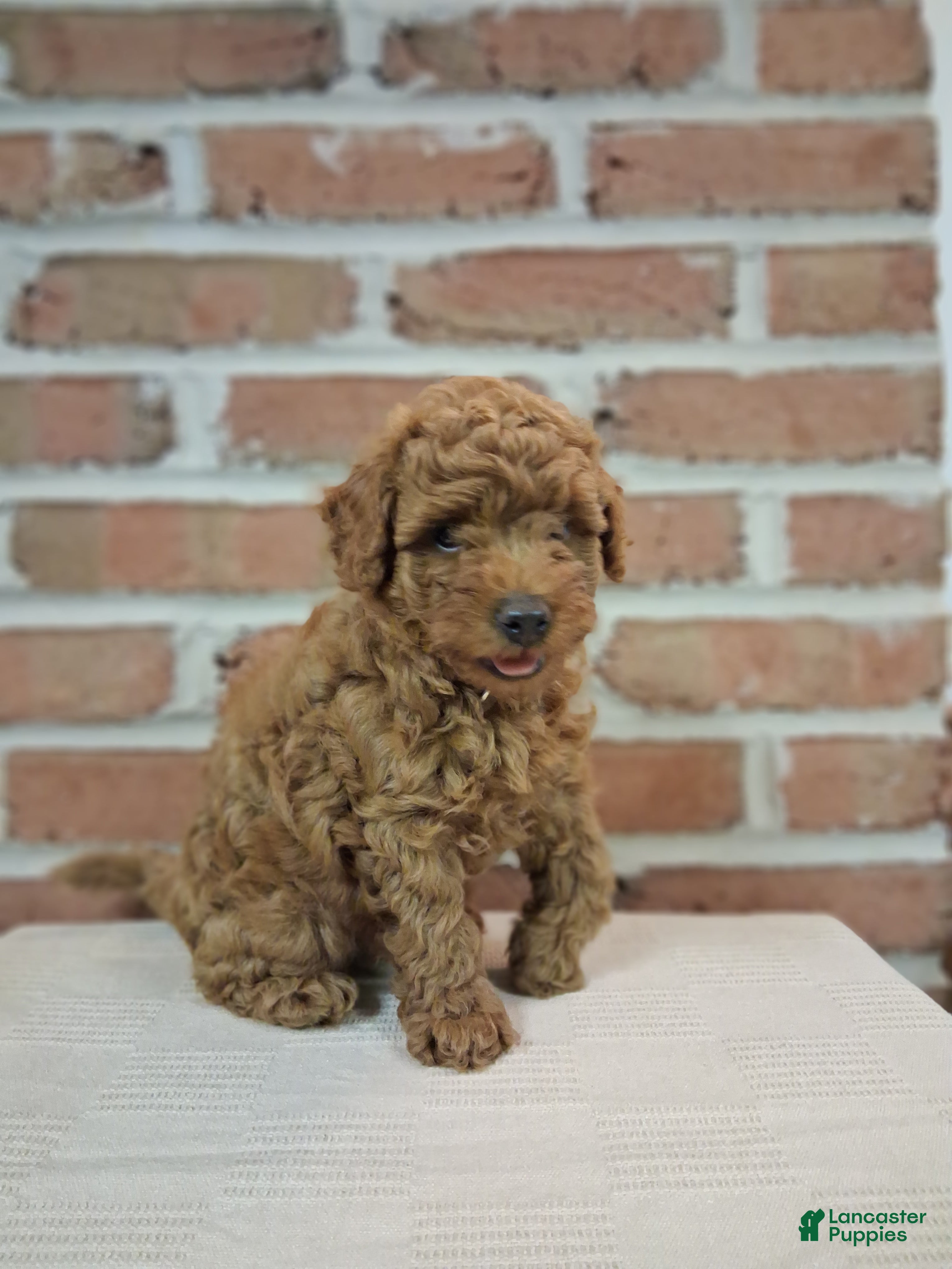 Toy Poodle dogs Tucker - Ad 1