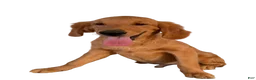 Golden Retriever dogs for sale: Golden Retriever 1 - Ad 2