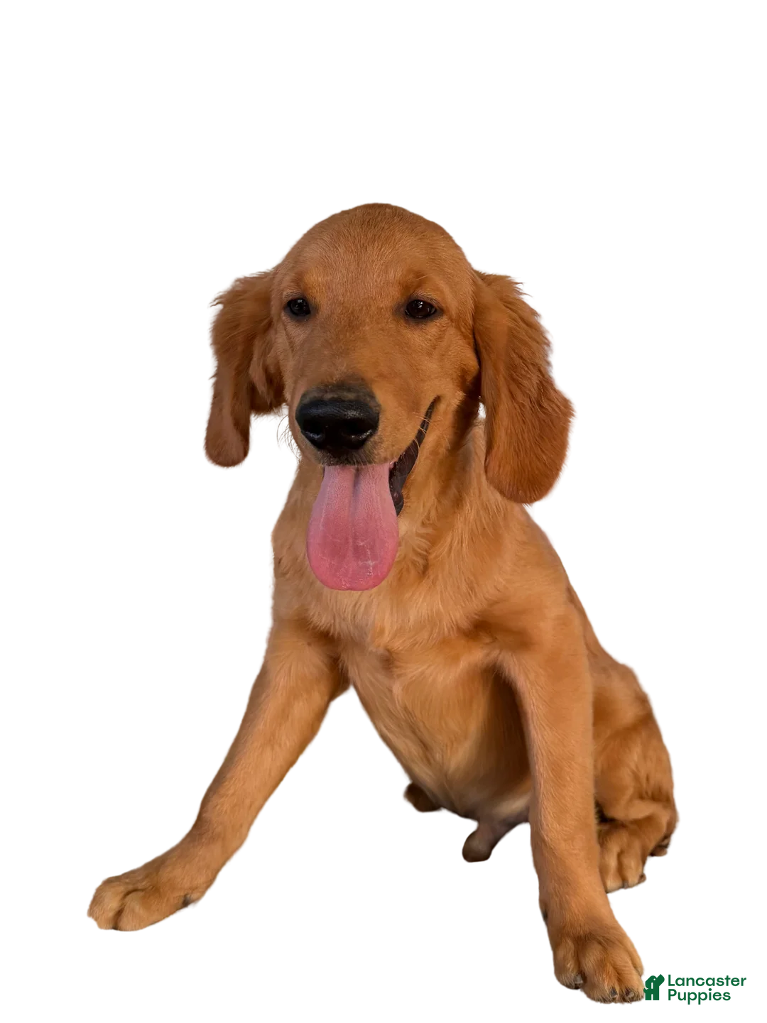 Golden Retriever dogs for sale: Golden Retriever 1 - Ad 2