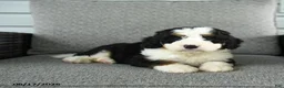 Bernedoodle dogs for sale: Sienna - Ad 4