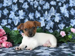 Jack Russell Terrier dogs for sale: Austin - Ad 2