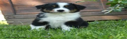 Australian Shepherd dogs for sale: Charly - Ad 1