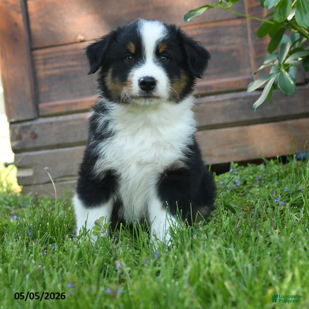 Australian Shepherd dogs for sale: Charly - Ad 1