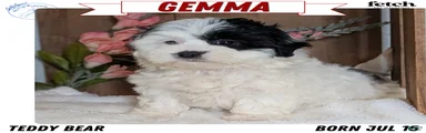 Gemma