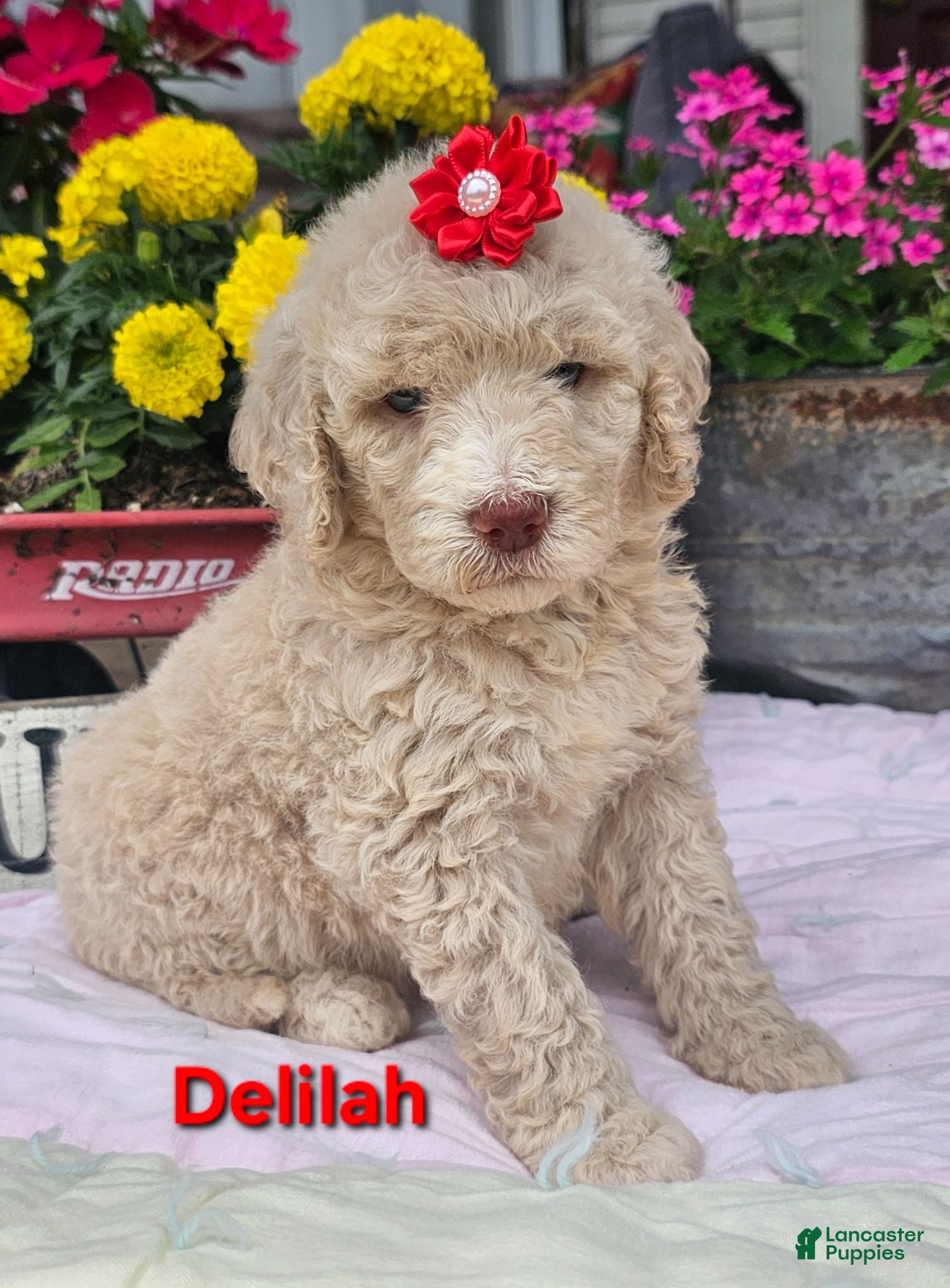 Goldendoodle dogs Delilah  - Ad 1