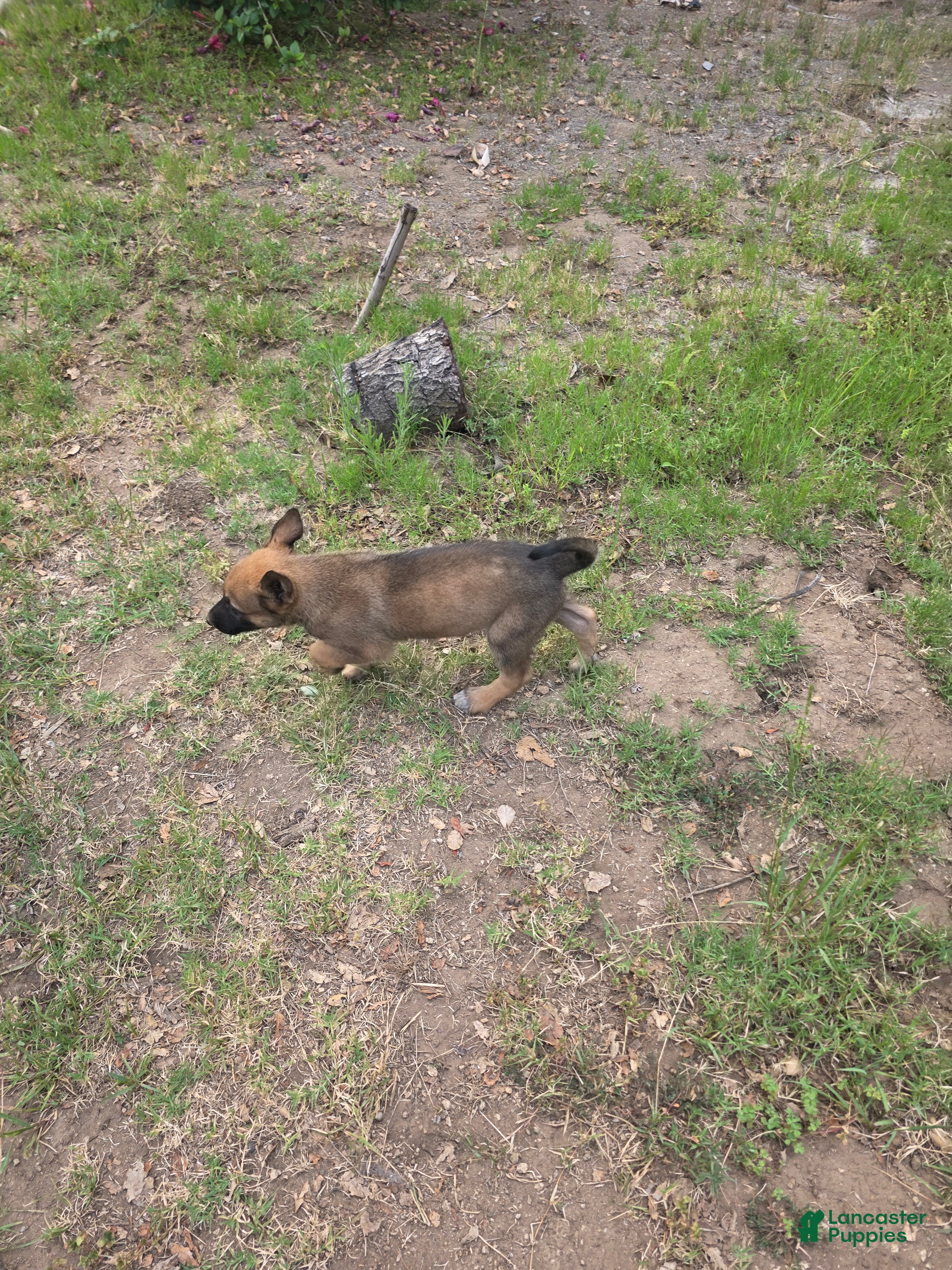 Mixed Breed dogs Mixed Breed 3 - Ad 28