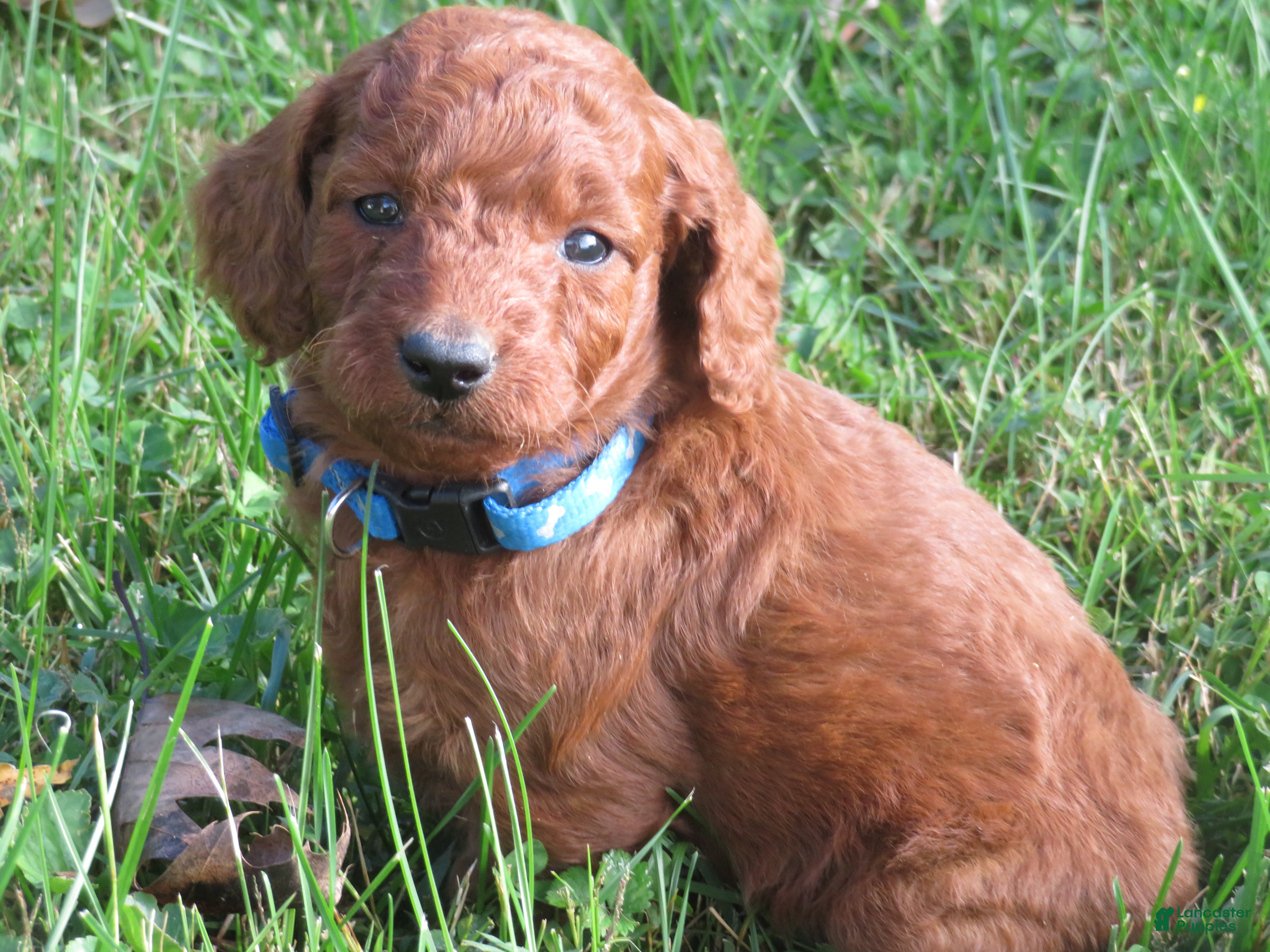 Mini Goldendoodle dogs Chocolate  - Ad 1