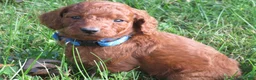 Mini Goldendoodle dogs for sale: Chocolate  - Ad 5