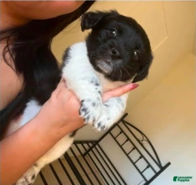 Rat Terrier dogs Rat Terrier Puppy 2 - Ad 2